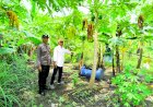 Personel-Polsek-Taman-Tinjau-Pekarangan-Pohon-Pisang-dan-Pepaya-Dukung-Ketahanan-Pangan