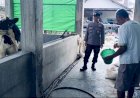 Perhatikan-Kualitas-Ternak-Sapi,-Dukung-Peningkatan-Gizi-Masyarakat
