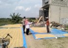 Tiga-Pilar-dan-Kelompok-Tani-Desa-Krembangan-Kompak-Wujudkan-Ketahanan-Pangan,-Siapkan-Panen-Padi
