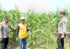 Cek-Ketahanan-Pangan,-Polsek-Balongbendo-Tinjau-Perkembangan-Tanaman-Jagung-dan-Cabai