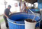 Budidaya-Ikan-Koi-Topang-Ketahanan-Pangan