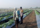 Polisi-dan-Warga-Optimalkan-Lahan-Melon-Demi-Ketahanan-Pangan-di-Desa-Kelopo-Sepuluh