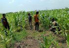 Polresta-Sidoarjo-Optimalkan-Swasembada-Pangan,-Dampingi-Petani-Jagung-di-Krembung