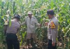 Polsek-Balongbendo-Dampingi-Petani,-Wujud-Nyata-Dukungan-Ketahanan-Pangan