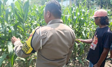 Bhabinkamtibmas-Tinjau-Program-Ketahanan-Pangan-Tanaman-Jagung-di-Desa-Waruberon