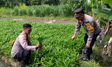 Polsek-Krembung-Gandeng-Petani-Desa-Rejeni-Dongkrak-Ketahanan-Pangan-Budidaya-Kangkung