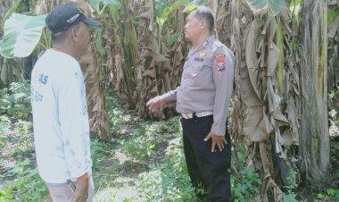 Polsek-Sukodono-Tinjau-Ketahanan-Pangan-Pisang-Ambon