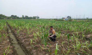 Polisi-dan-Petani-Kompak-Rawat-Jagung-Hibrida,-Dukung-Ketahanan-Pangan-di-Desa-Wonomlati