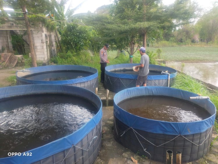 Warga Desa Pertapan Maduretno Manfaatkan Lahan Kosong untuk Budidaya Ikan Lele