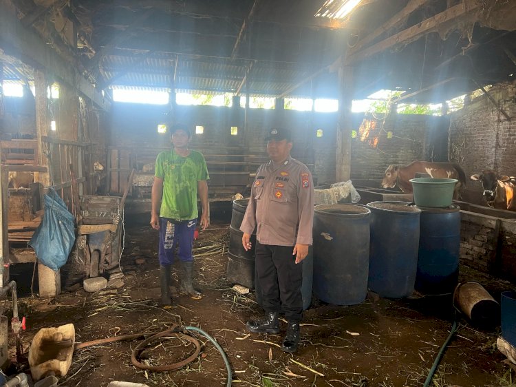 Bhabinkamtibmas Desa Pekarungan Cek Program Ketahanan Pangan P2B Peternakan Kambing dan Sapi