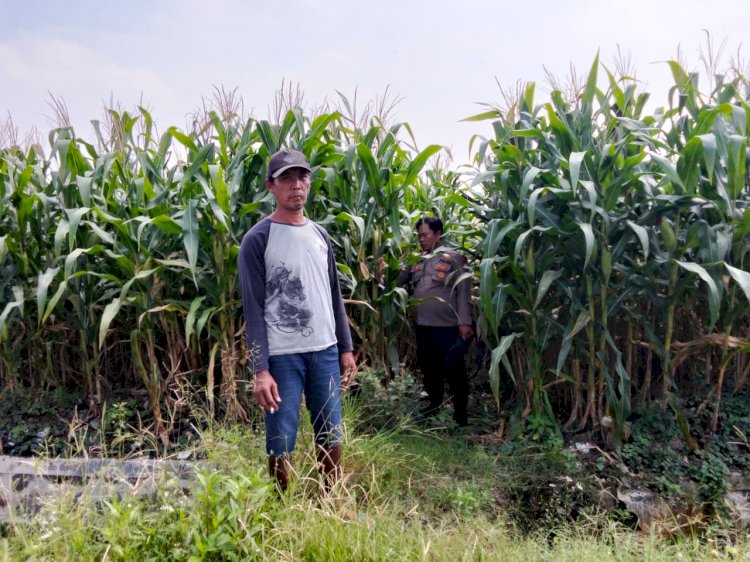 Polsek Prambon Tinjau Upaya Petani Jagung Sukseskan Program Ketahanan Pangan