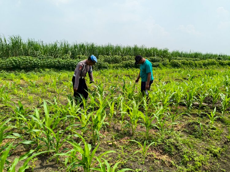 POLRESTA SIDOARJO | Warga Manfaatkan Lahan Kosong, Bhabinkamtibmas Desa Kesambi Dukung Ketahanan Pangan Lewat Penanaman Jagung