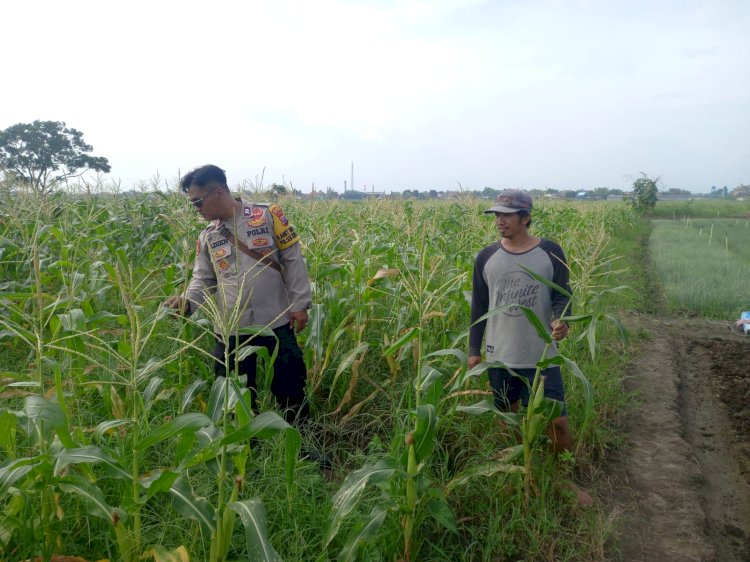 Perkuat Ketahanan Pangan, Kanit Binmas Polsek Krembung dan Petani Desa Lemujut Lakukan Pengecekan Tanaman Jagung