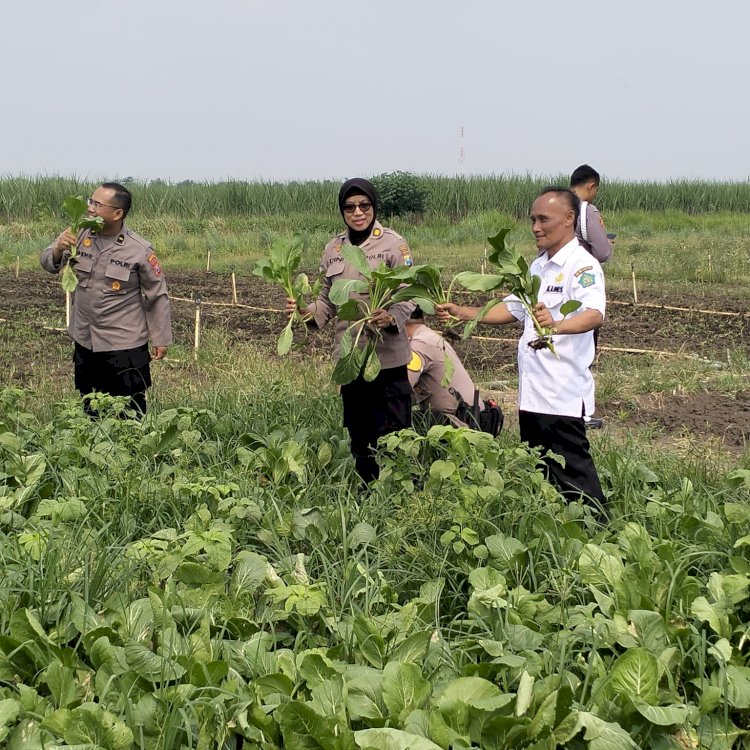 Satgas Ketahanan Pangan Polresta Sidoarjo Cek Lahan P2B Desa Lemujut Krembung