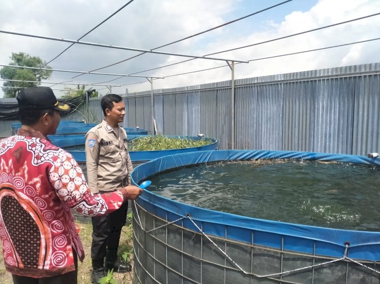 Bhabinkamtibmas Bersama Perangkat Desa Ganting Tinjau Program Ketahanan Pangan Budidaya Lele Bioflok