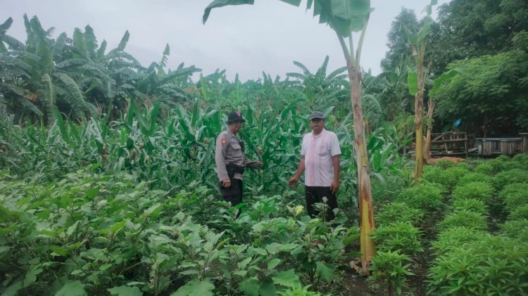Polisi Cinta Petani Dampingi Warga Tambak Kemeraan Krian Rawat Tanam Terong untuk Ketahanan Pangan