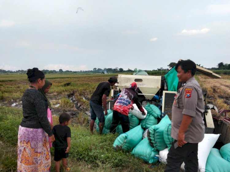 Polisi Cinta Petani, Polisi di Prambon Apresiasi Hasil Panen Padi
