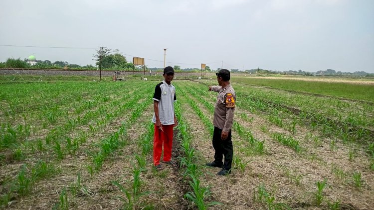 Petani Desa Seketi Diedukasi Rawat Lahan Jagung, Dukung Ketahanan Pangan Nasional