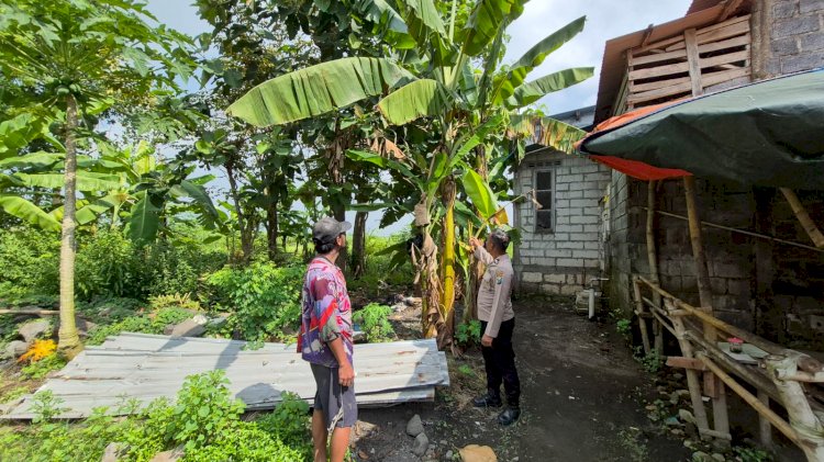 Polsek Wonoayu Dukung P2B Tanaman Pisang