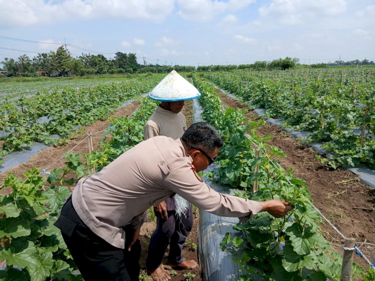 Polsek Tarik Monitoring Kegiatan Ketahanan Pangan Kepada Petani Melon di Desa Gampingrowo Kec. Tarik.