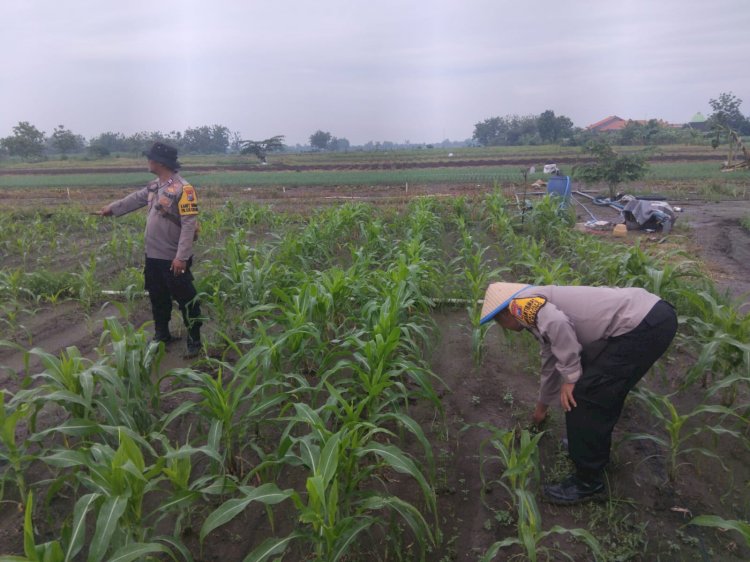 Polsek Krembung Intensifkan Pendampingan Jagung Hibrida, Dukung Ketahanan Pangan Nasional di Sidoarjo