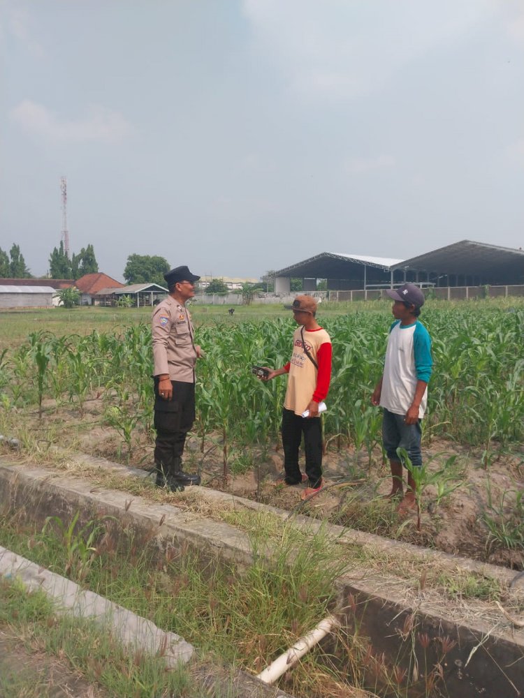 Motivasi Petani Desa Lebo, Polisi Pastikan Perkembangan Jagung Penuhi Swasembada Pangan