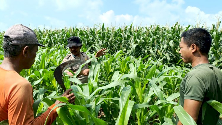 Polisi Bersama Petani di Balongbendo Kelola 21 Hektare Lahan Jagung Hibrida, Wujud Dukungan Ketahanan Pangan